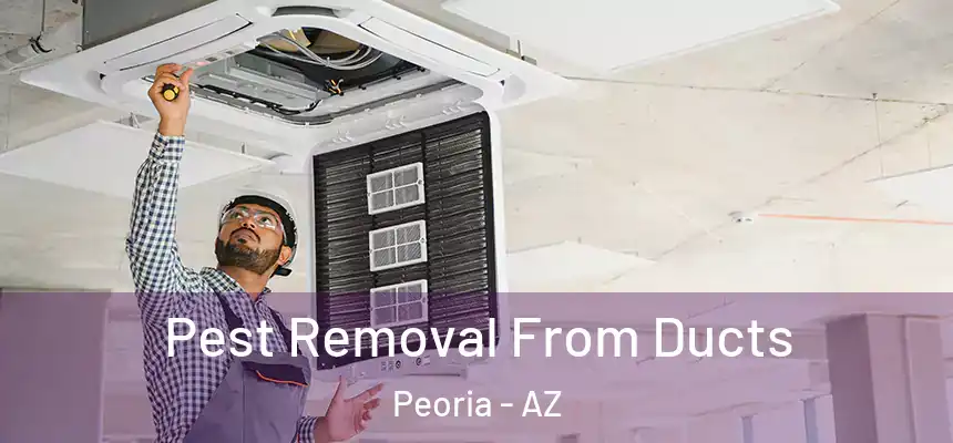 Pest Removal From Ducts Peoria - AZ